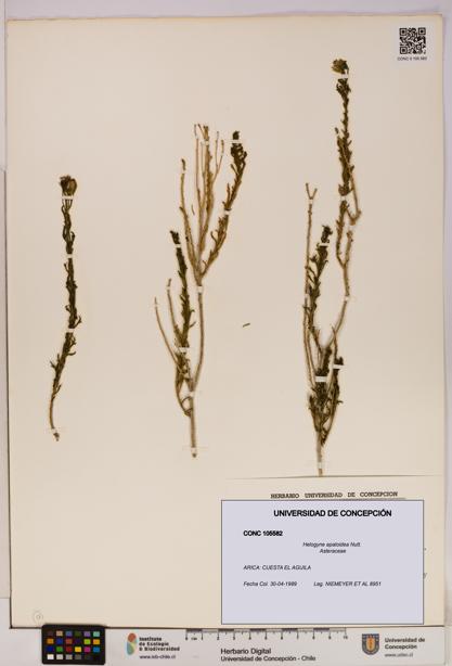 Helogyne apaloidea [Espécimen: UDEC:CONC:0105582]