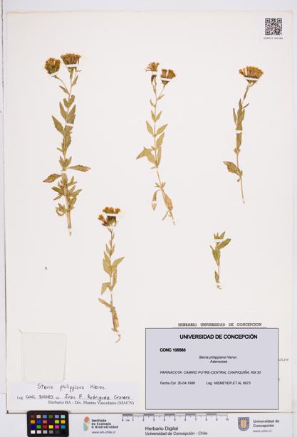 Stevia philippiana [Espécimen: ]