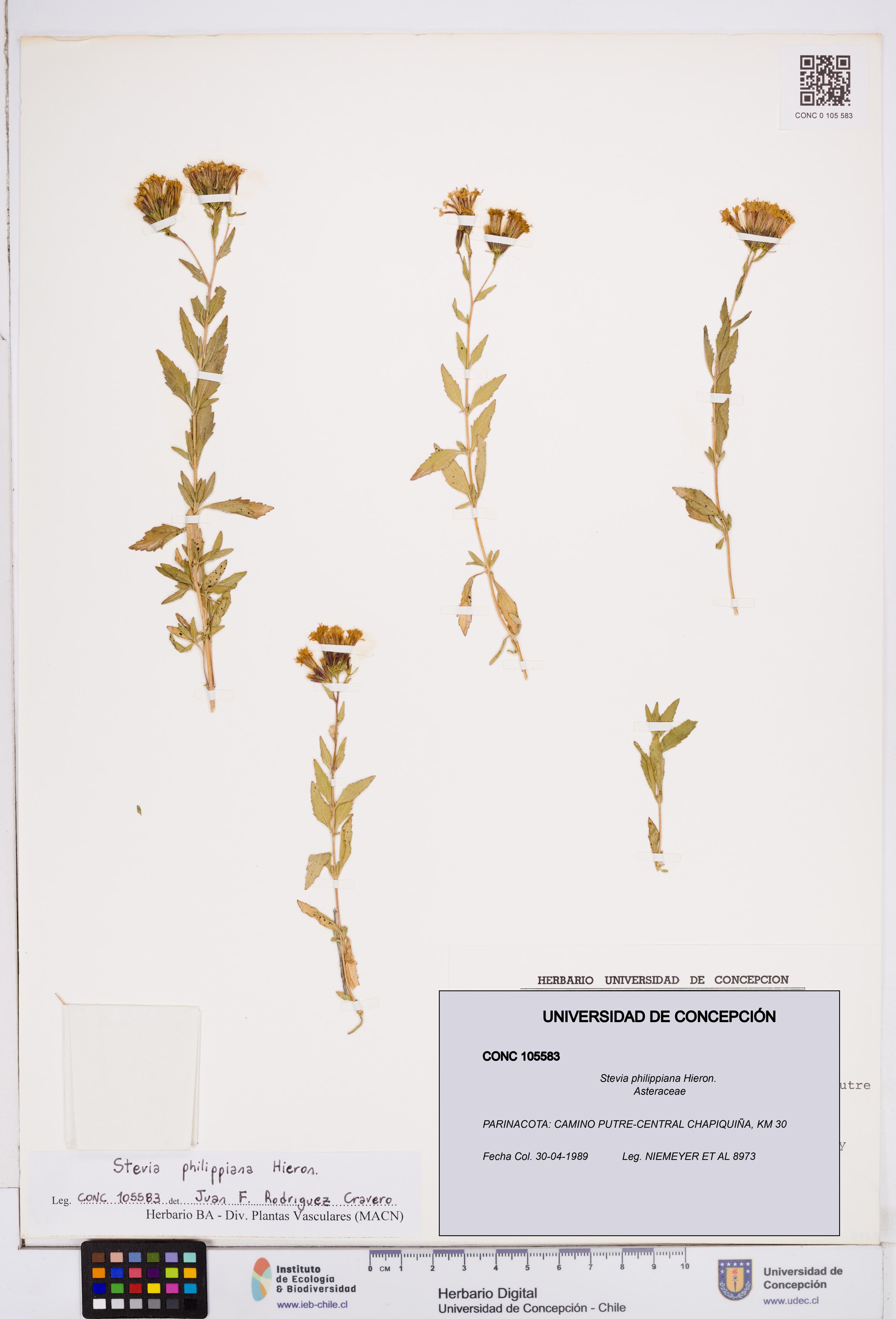 Stevia philippiana [Espécimen: ]