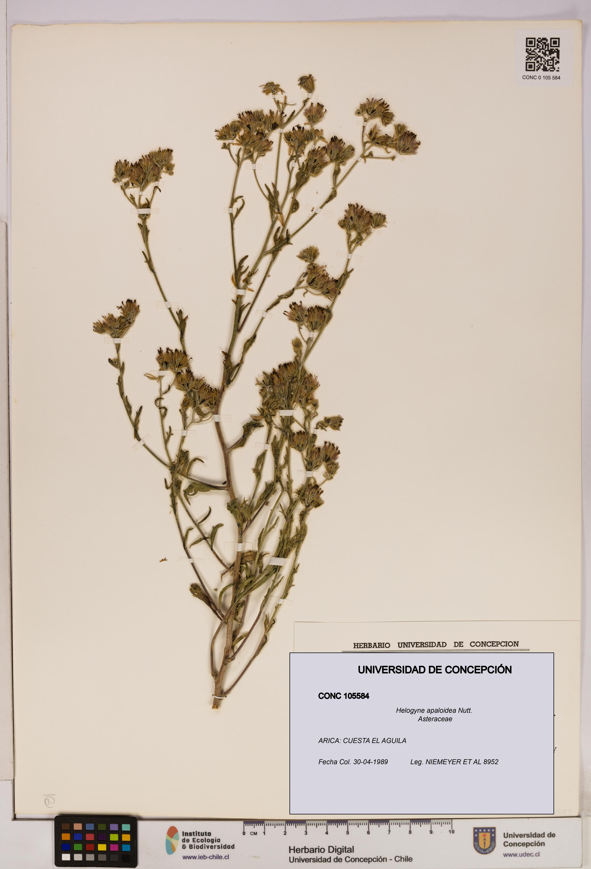 Helogyne apaloidea [Espécimen: UDEC:CONC:0105584]