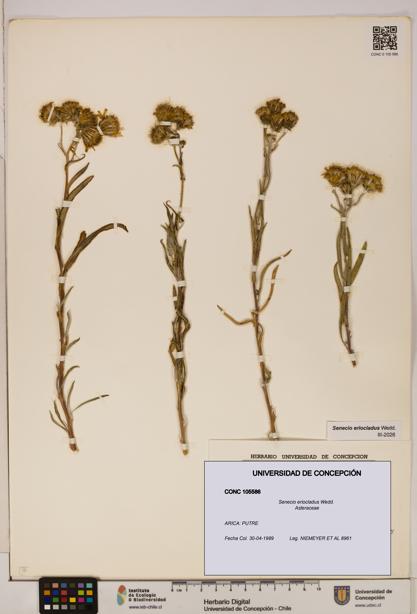 Senecio eriocladus [Espécimen: UDEC:CONC:0105586]