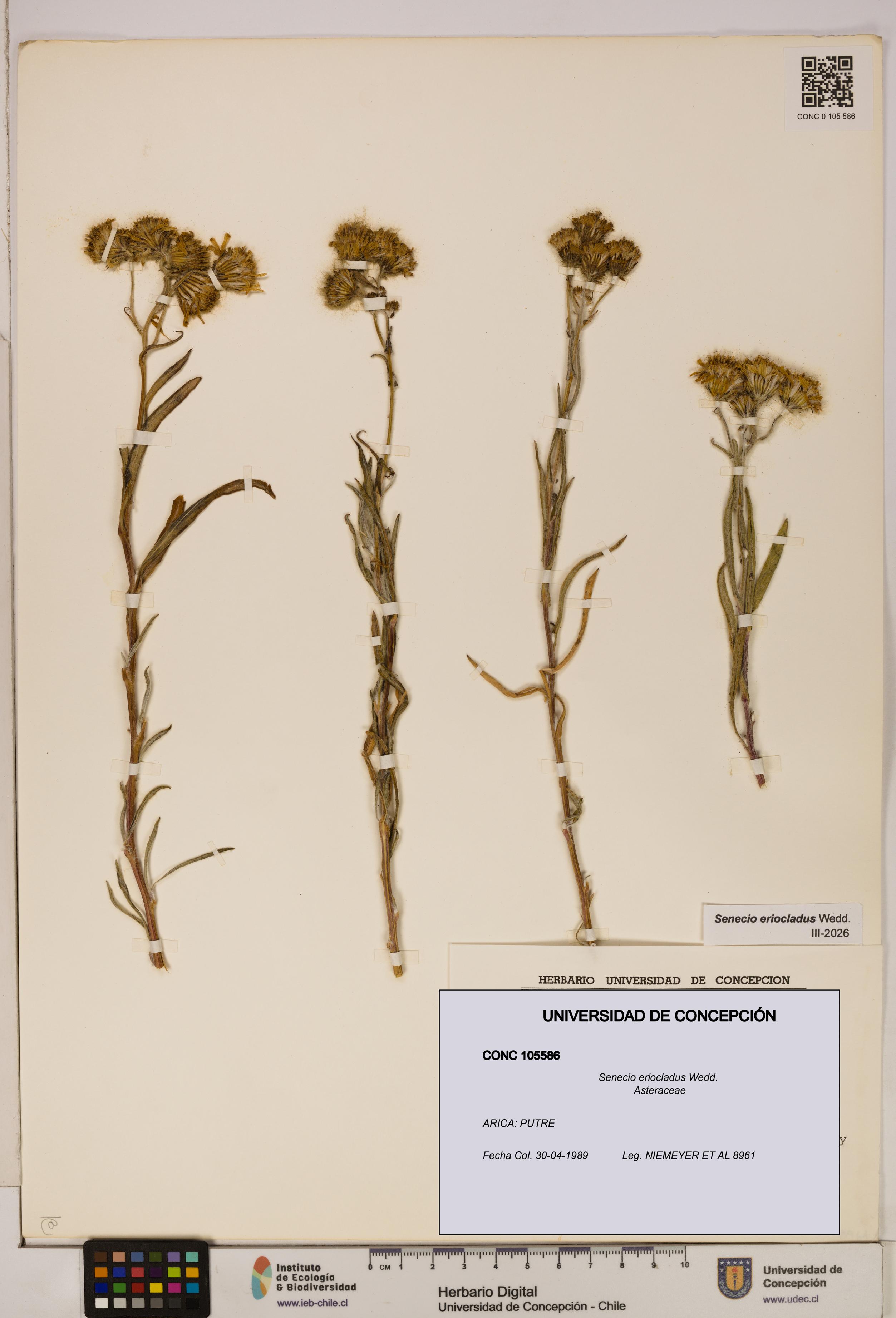 Senecio eriocladus [Espécimen: UDEC:CONC:0105586]