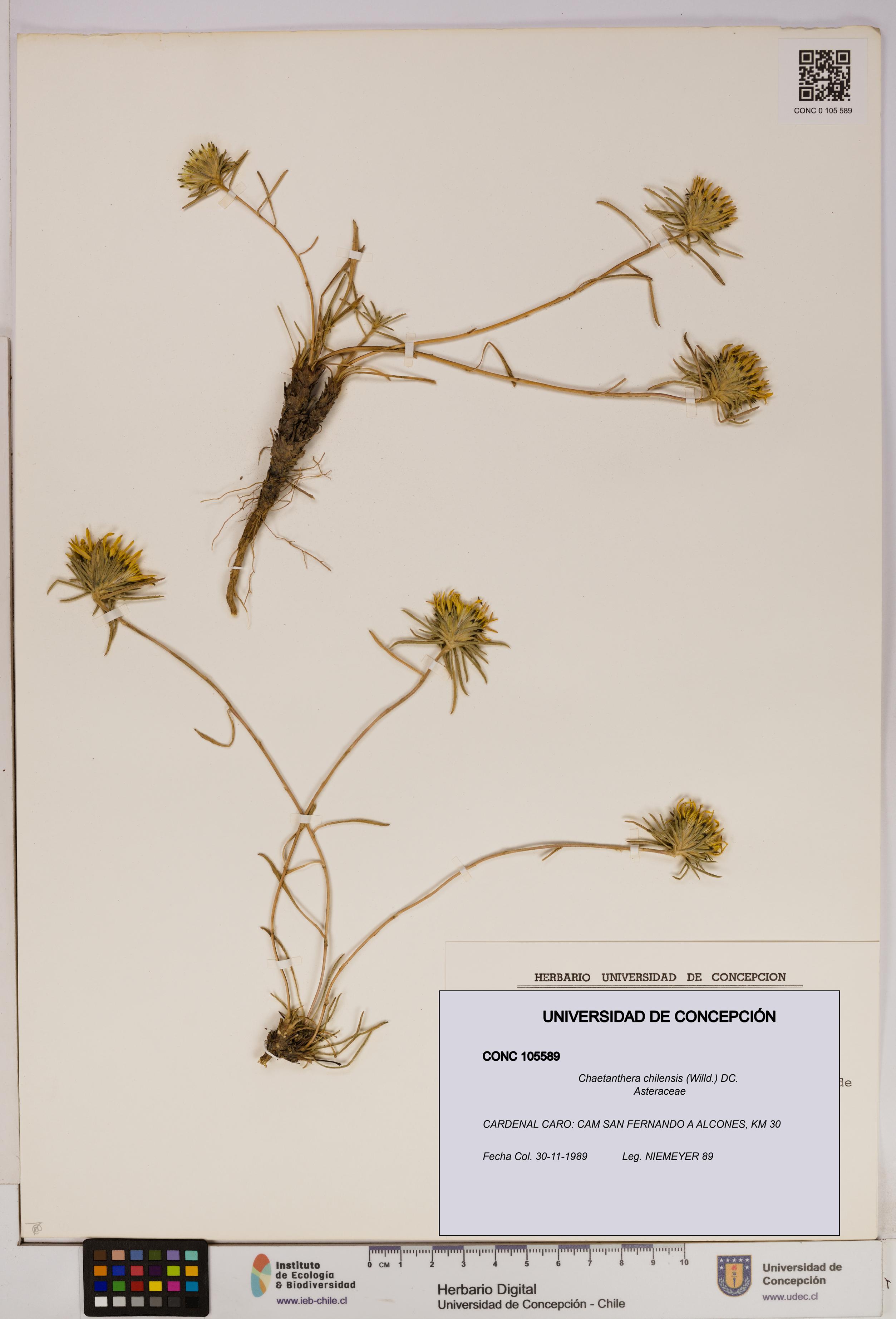 Chaetanthera chilensis [Espécimen: UDEC:CONC:0105589]