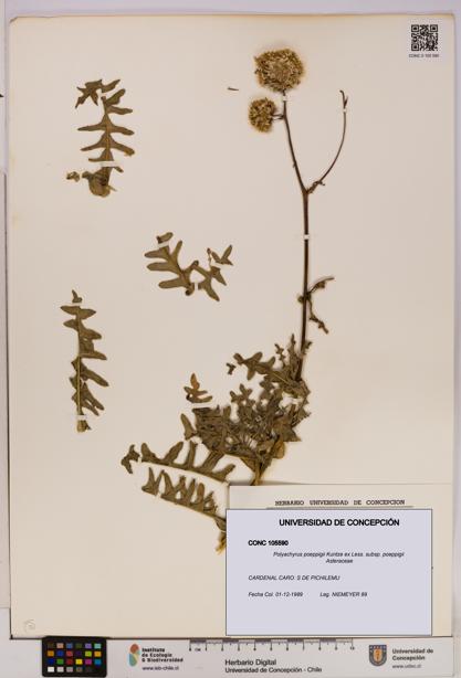 Polyachyrus poeppigii [Espécimen: UDEC:CONC:0105590]