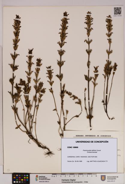 Parentucellia latifolia [Espécimen: UDEC:CONC:0105600]