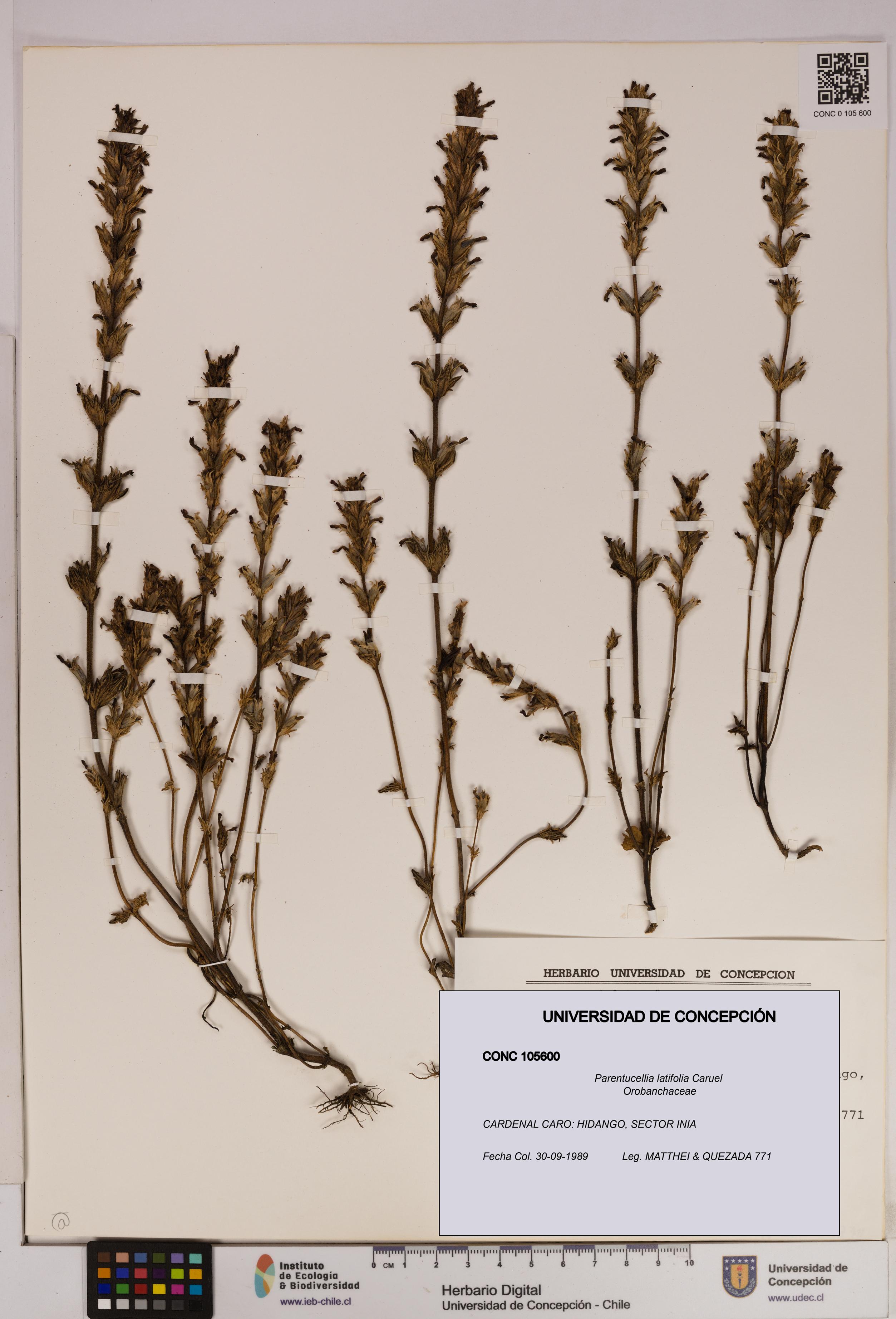 Parentucellia latifolia [Espécimen: UDEC:CONC:0105600]