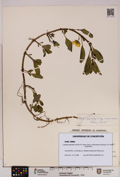 Ludwigia peploides [Espécimen: UDEC:CONC:0105604]