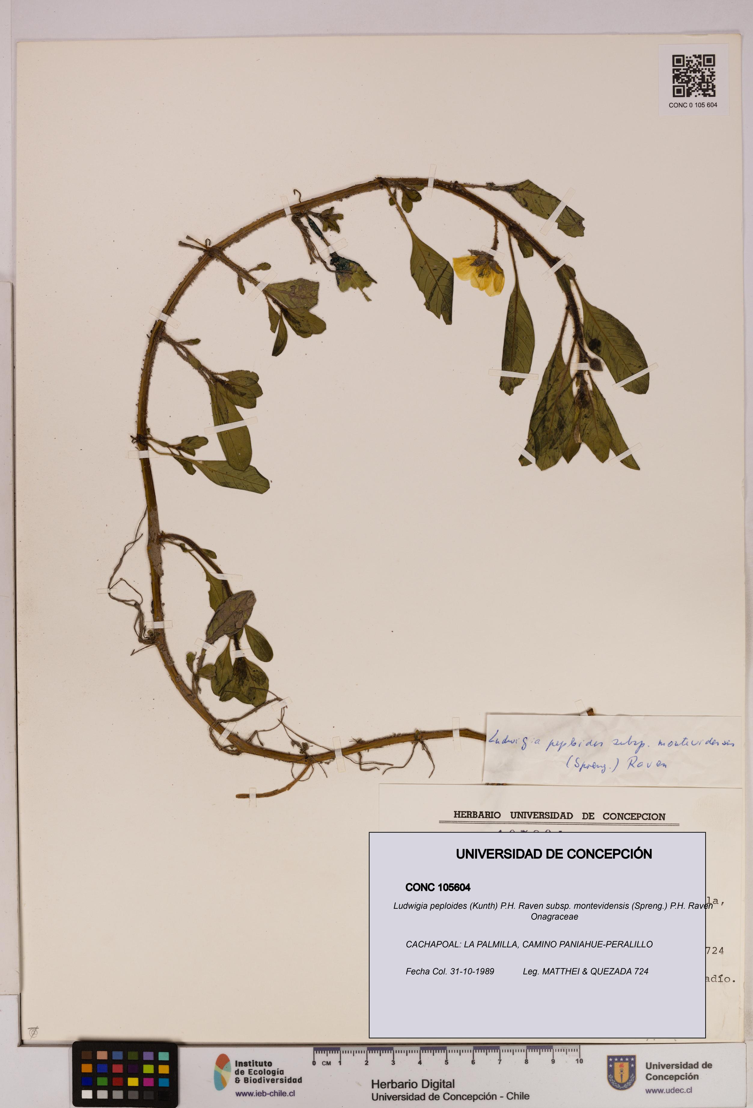 Ludwigia peploides [Espécimen: UDEC:CONC:0105604]