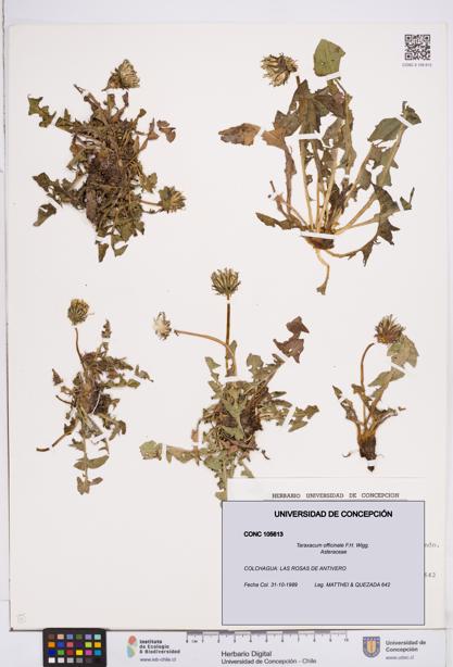 Taraxacum officinale [Espécimen: ]