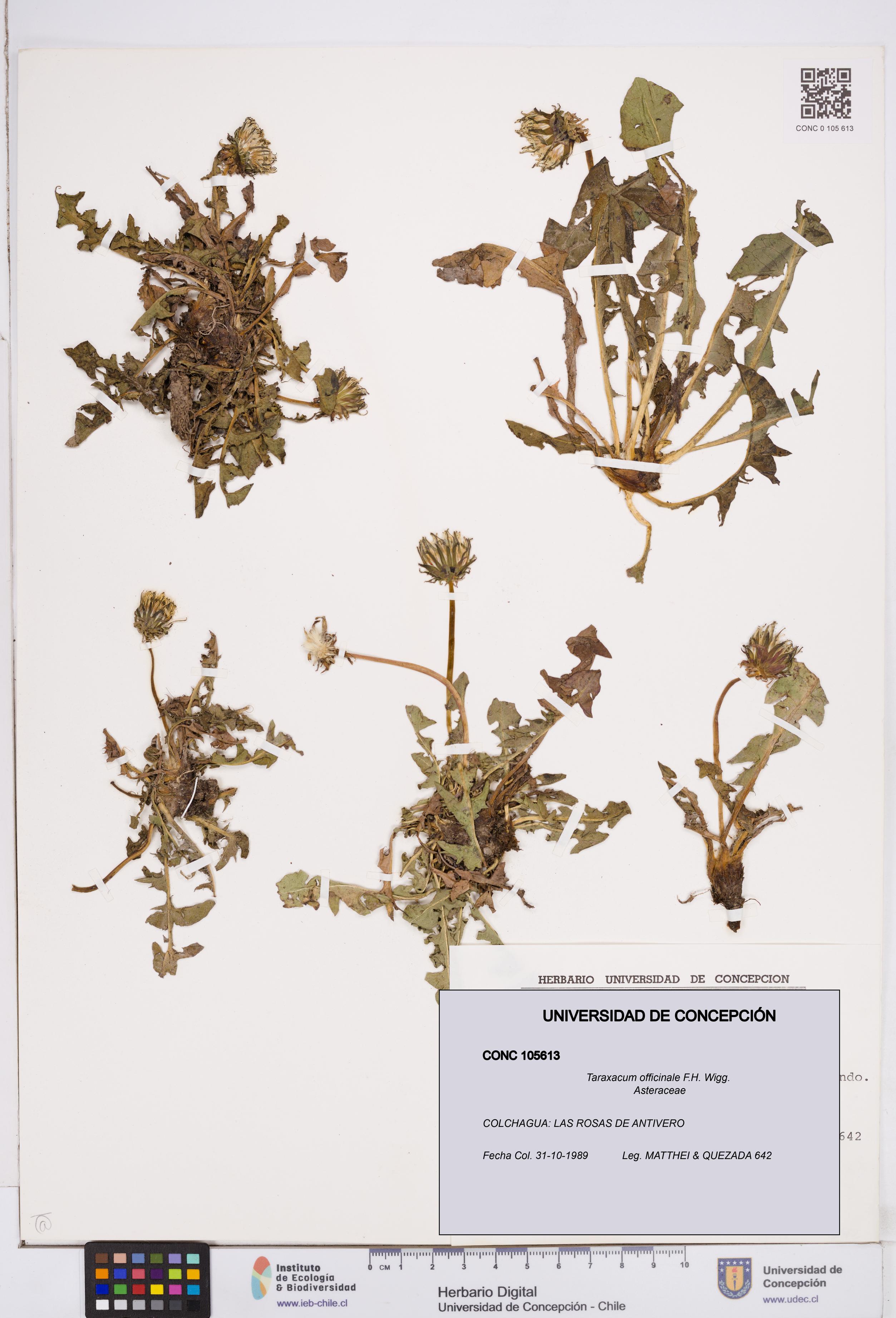 Taraxacum officinale [Espécimen: ]