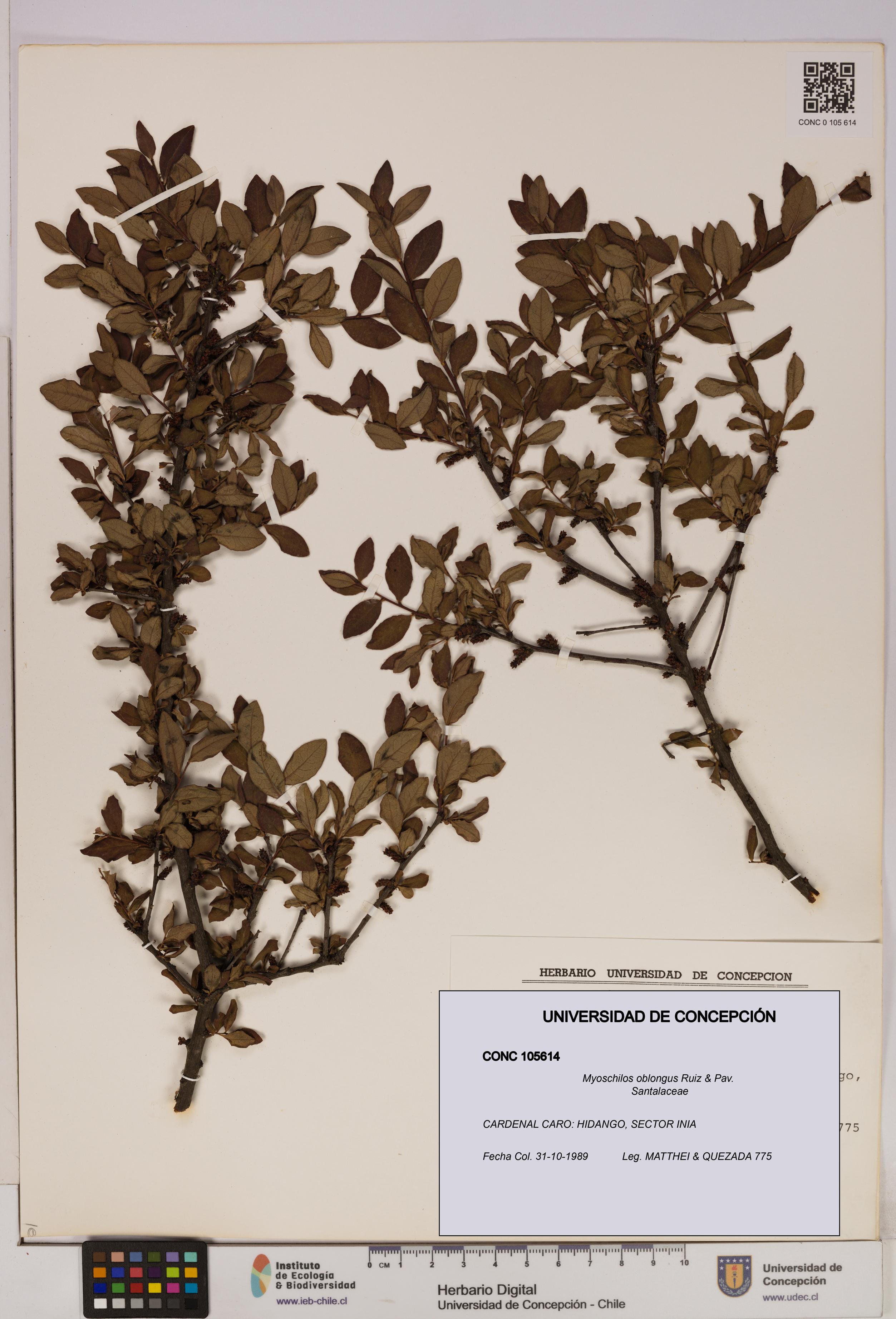 Myoschilos oblongus [Espécimen: UDEC:CONC:0105614]