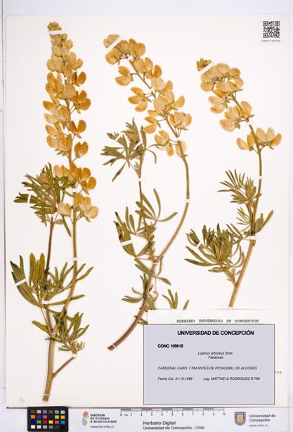 Lupinus arboreus [Espécimen: ]