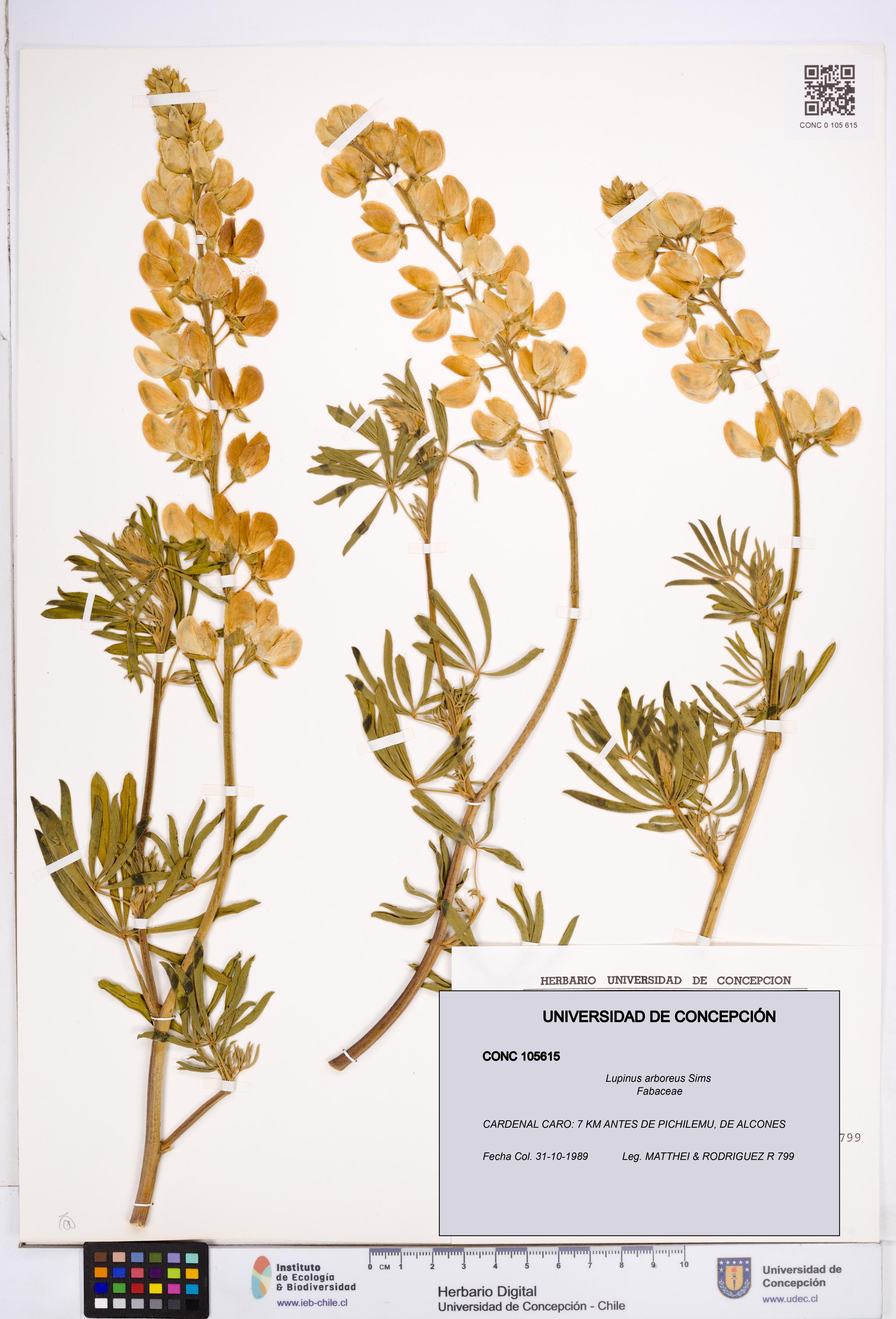 Lupinus arboreus [Espécimen: ]