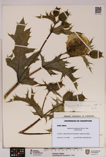 Argemone hunnemannii [Espécimen: UDEC:CONC:0105616]