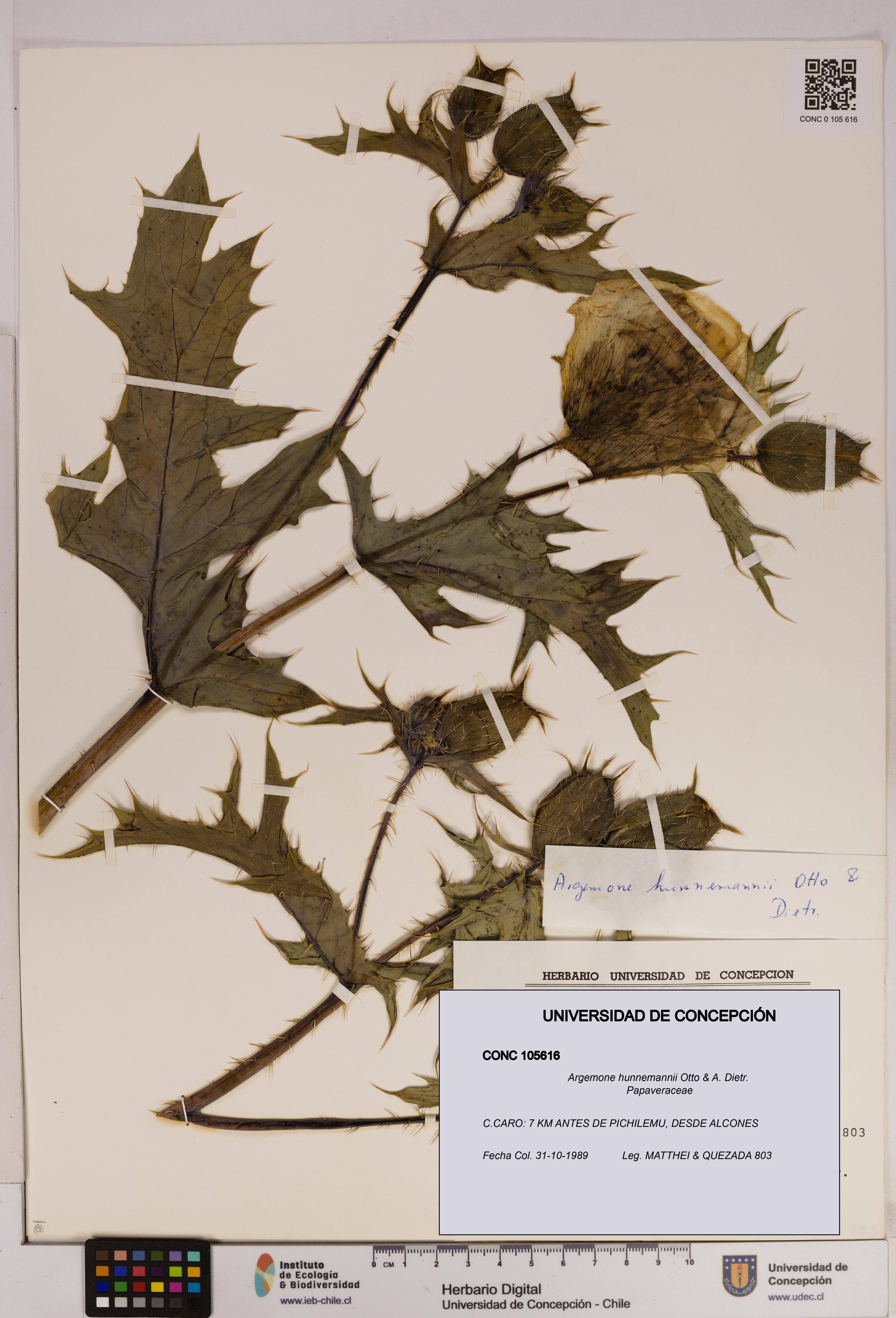 Argemone hunnemannii [Espécimen: UDEC:CONC:0105616]