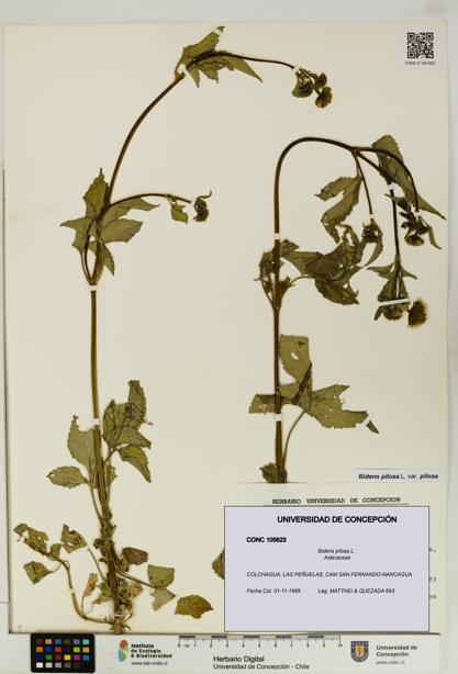 Bidens pilosa [Espécimen: UDEC:CONC:0105623]