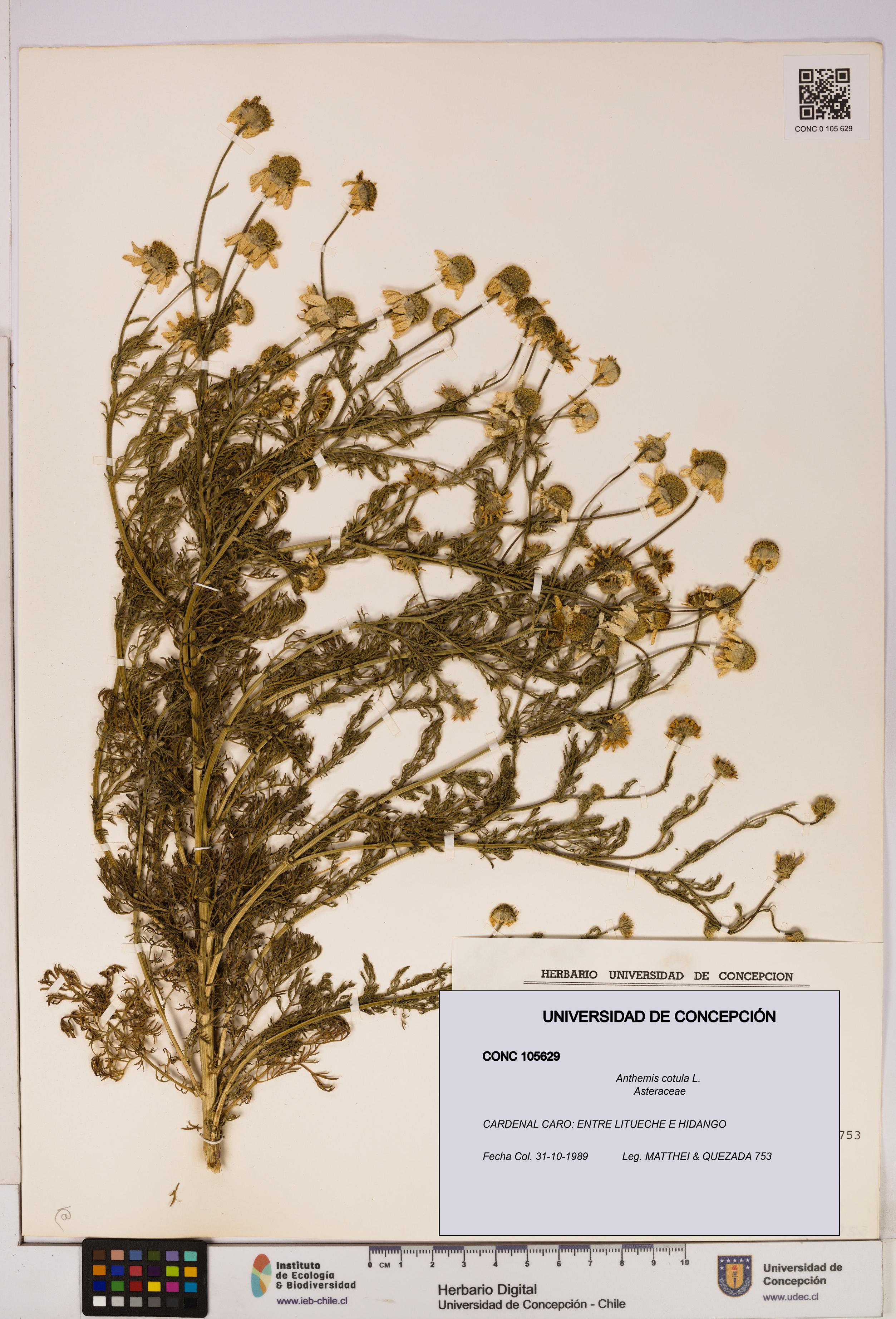 Anthemis cotula [Espécimen: UDEC:CONC:0105629]