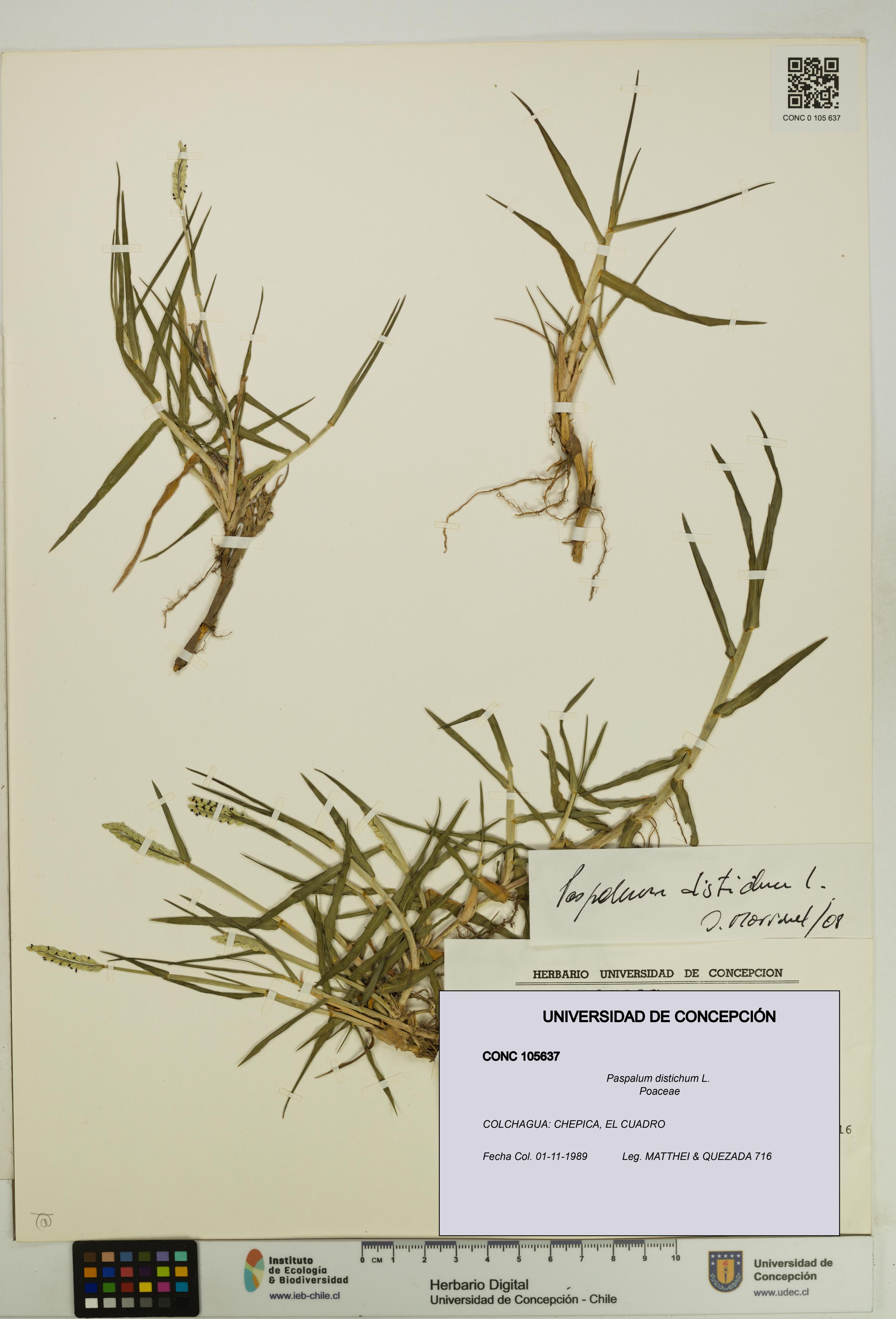 Paspalum distichum [Espécimen: UDEC:CONC:0105637]