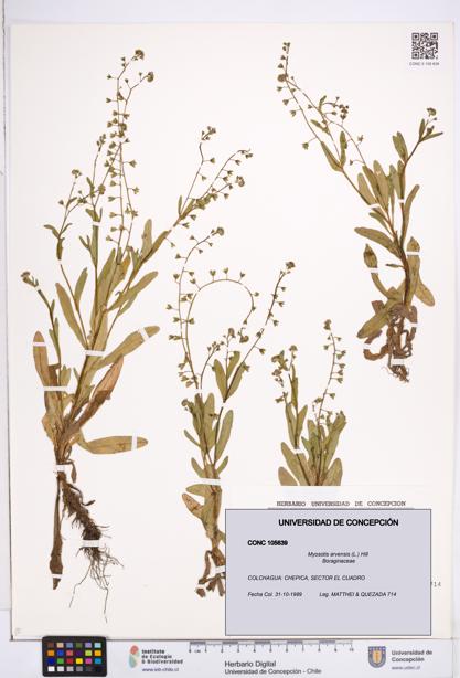 Myosotis arvensis [Espécimen: ]