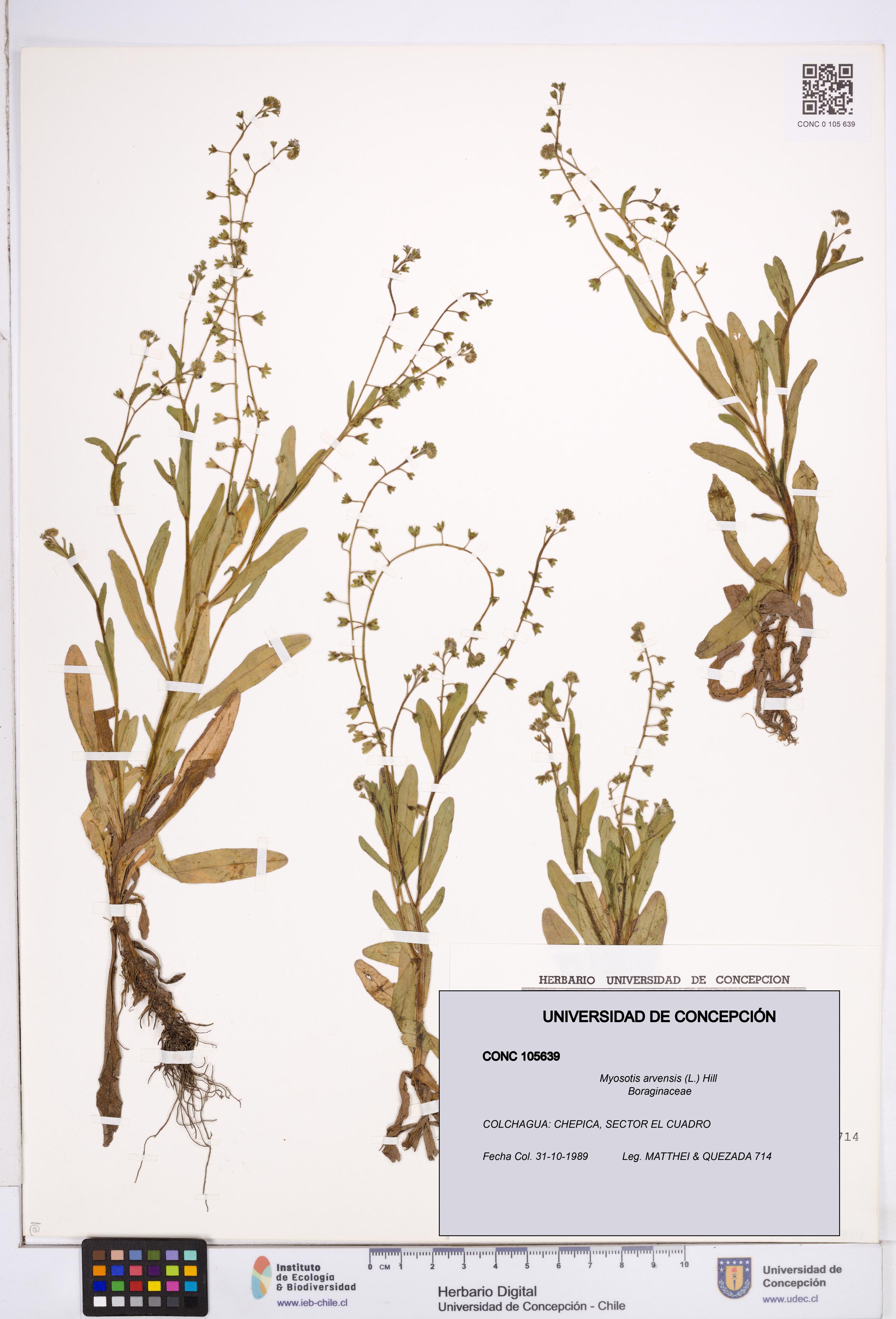 Myosotis arvensis [Espécimen: ]