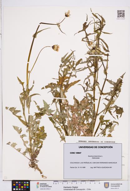 Sonchus tenerrimus [Espécimen: ]