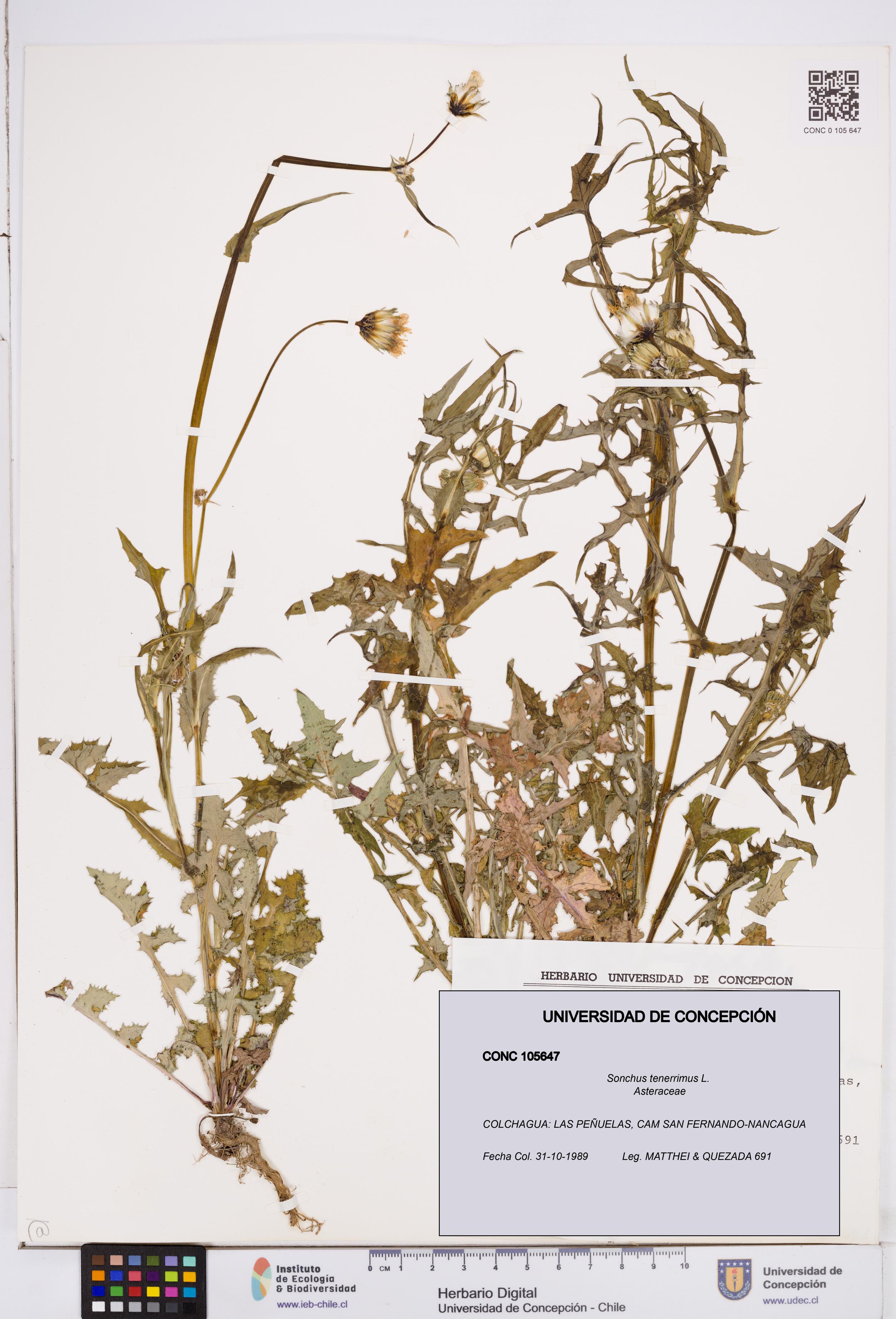 Sonchus tenerrimus [Espécimen: ]