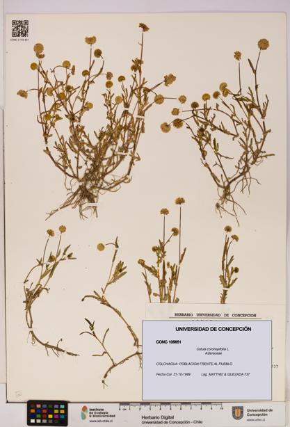 Cotula coronopifolia [Espécimen: UDEC:CONC:0105651]