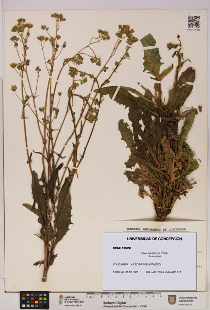 Crepis capillaris [Espécimen: UDEC:CONC:0105653]