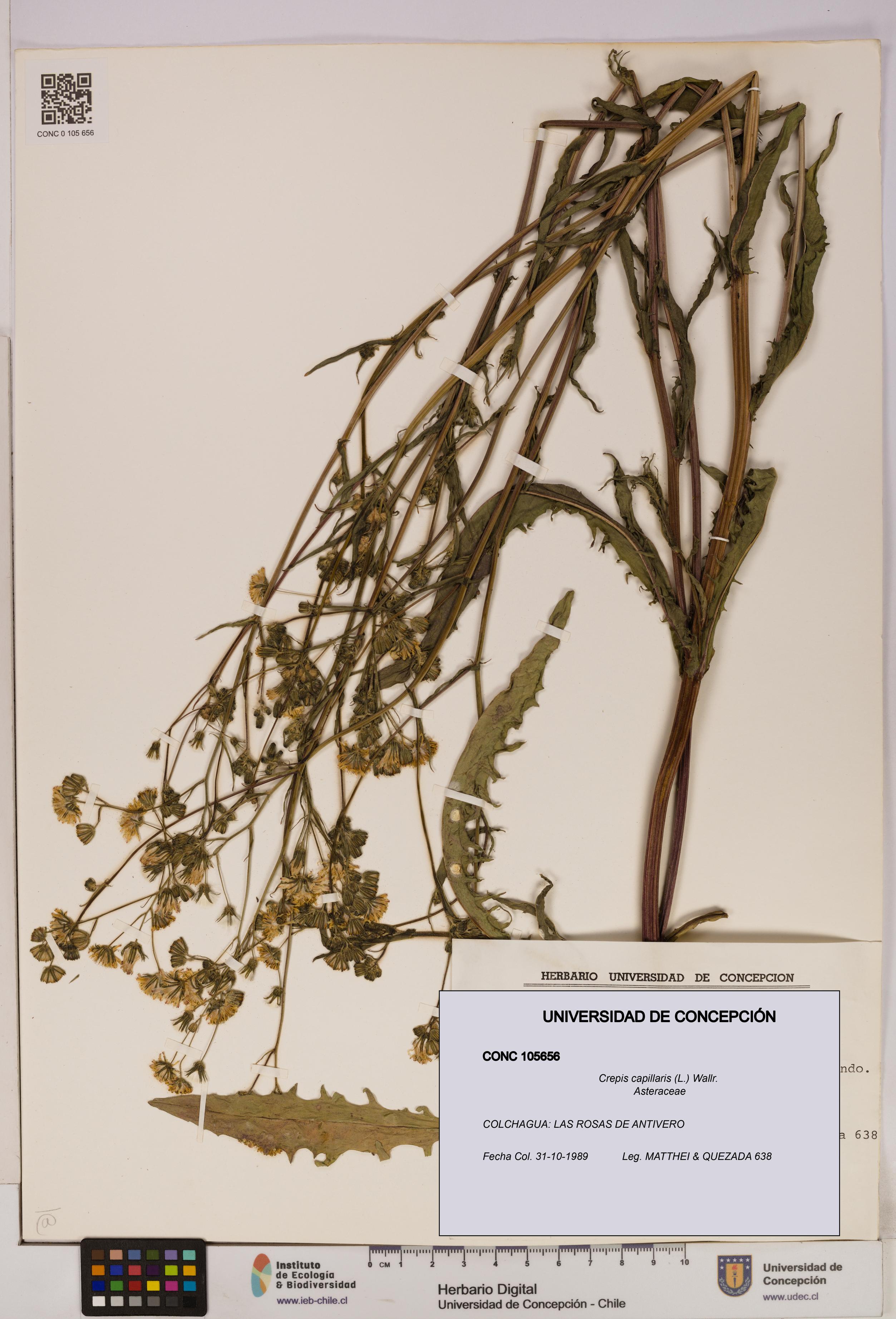 Crepis capillaris [Espécimen: UDEC:CONC:0105656]