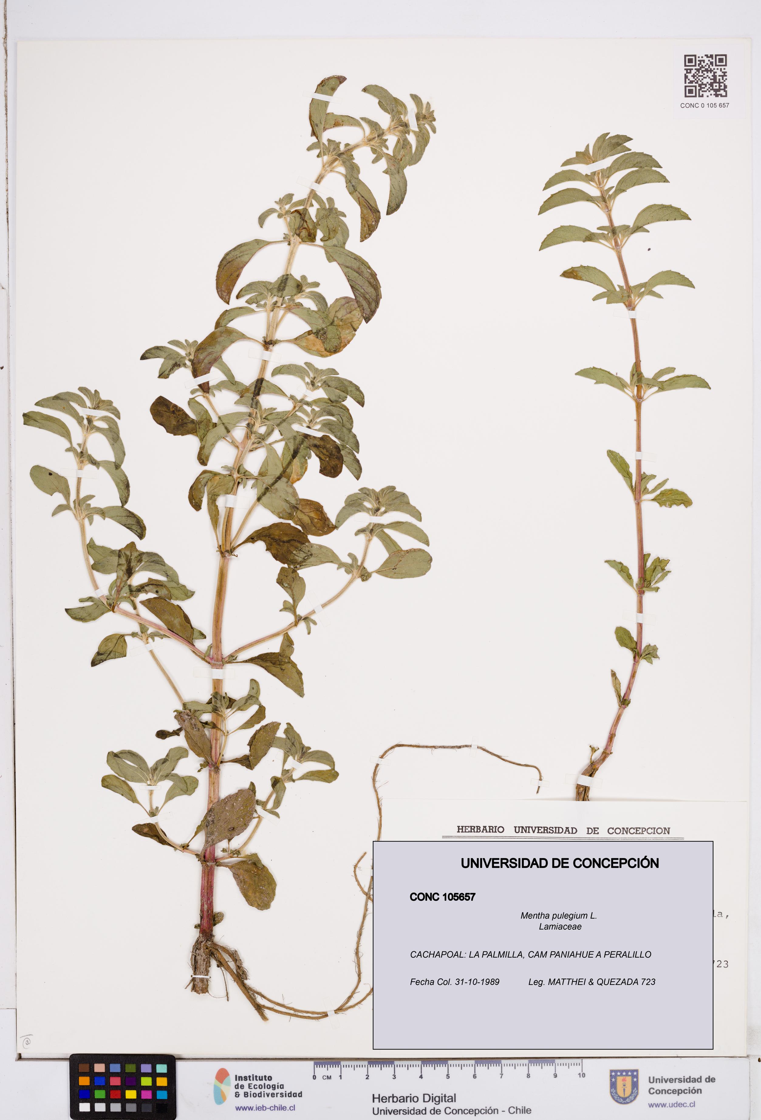 Mentha pulegium [Espécimen: ]