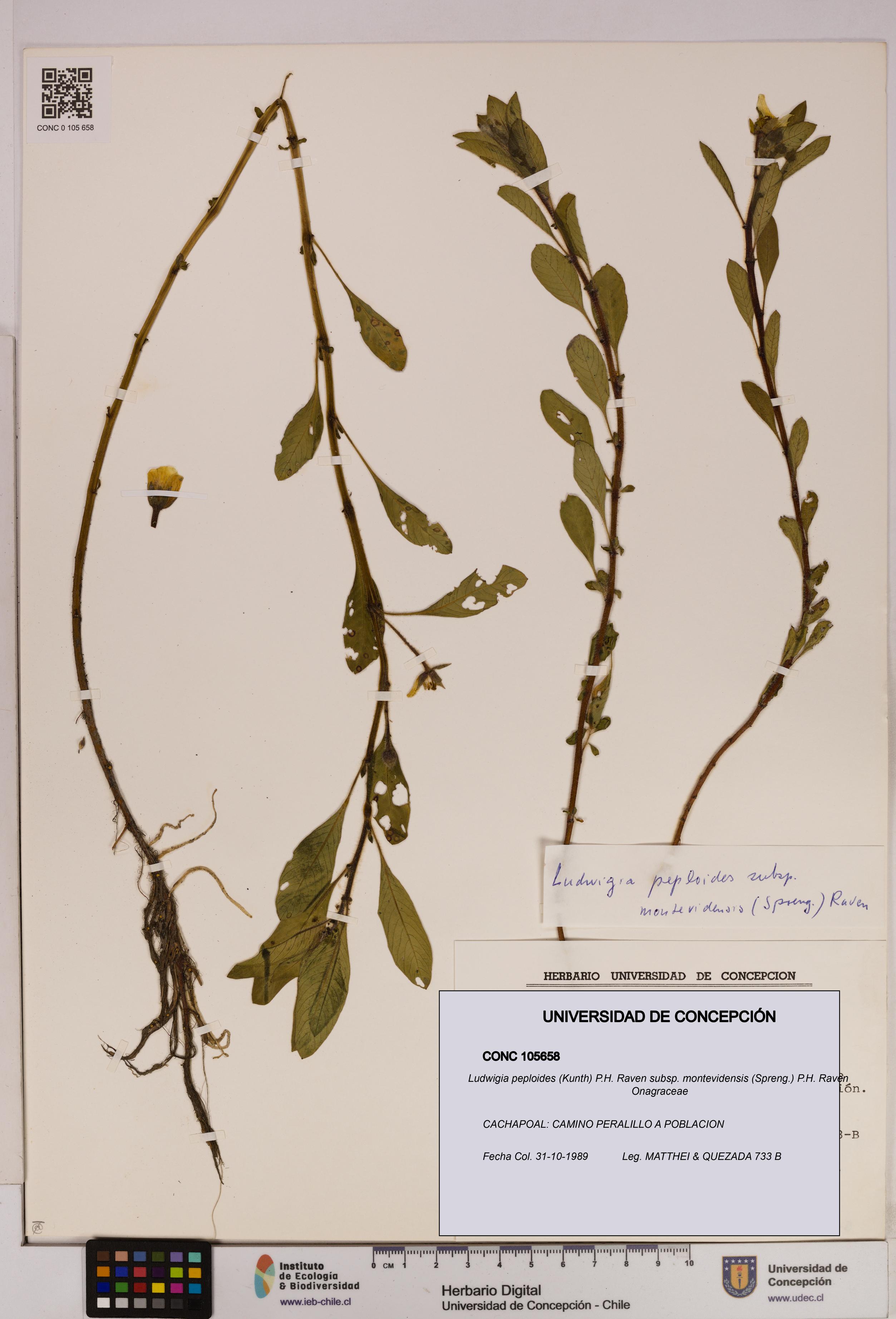 Ludwigia peploides [Espécimen: UDEC:CONC:0105658]