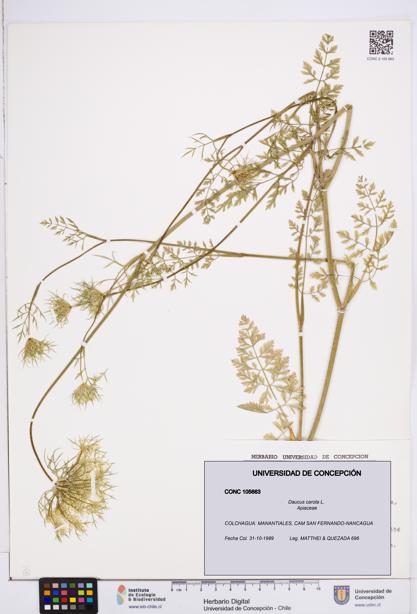 Daucus carota [Espécimen: ]