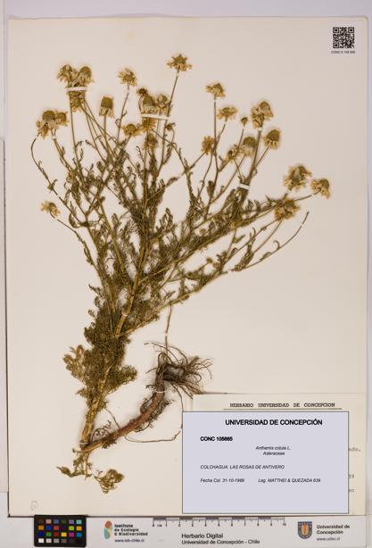 Anthemis cotula [Espécimen: UDEC:CONC:0105665]