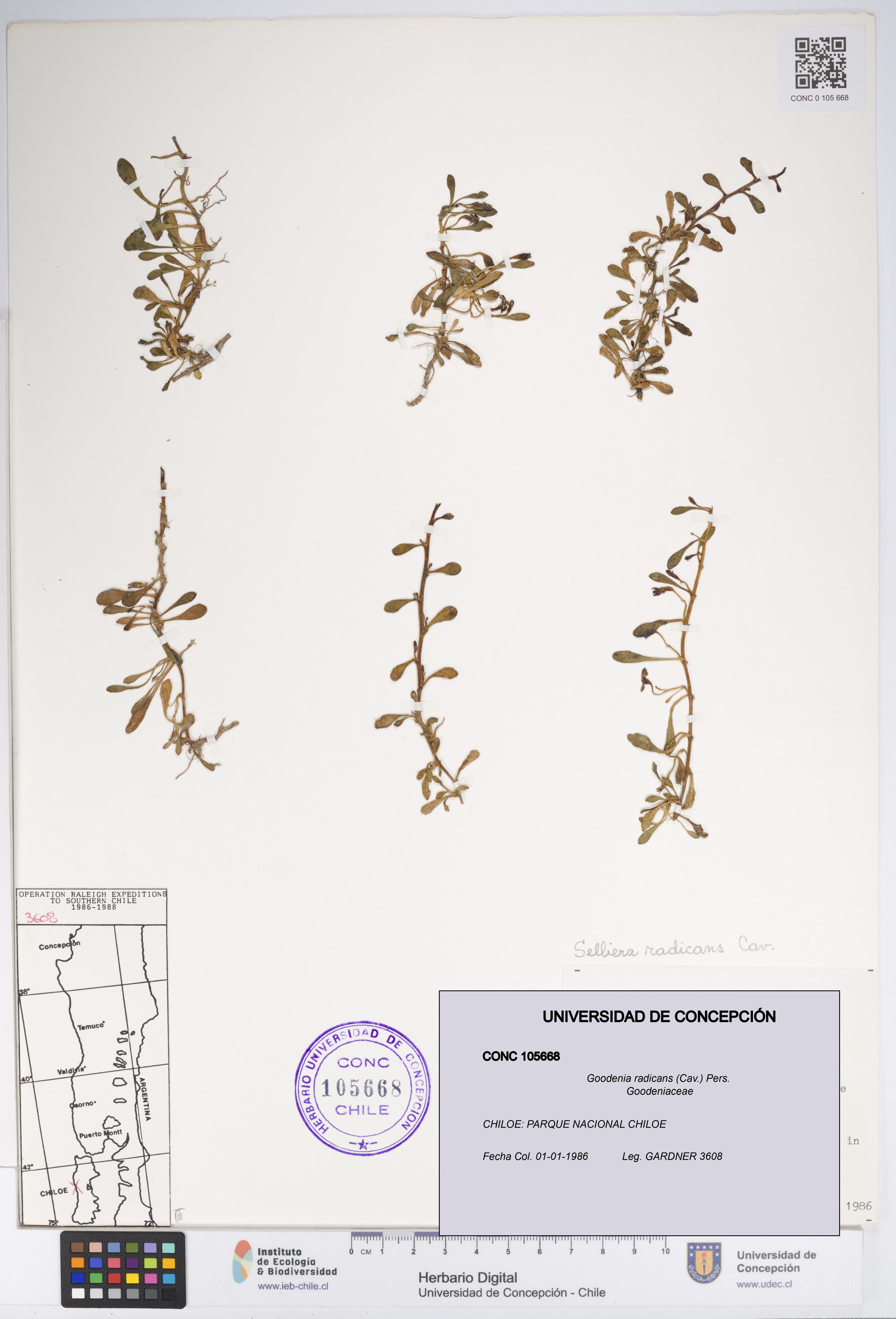 Goodenia radicans [Espécimen: UDEC:CONC:0105668]