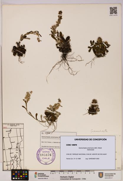 Gamochaeta americana [Espécimen: UDEC:CONC:0105676]