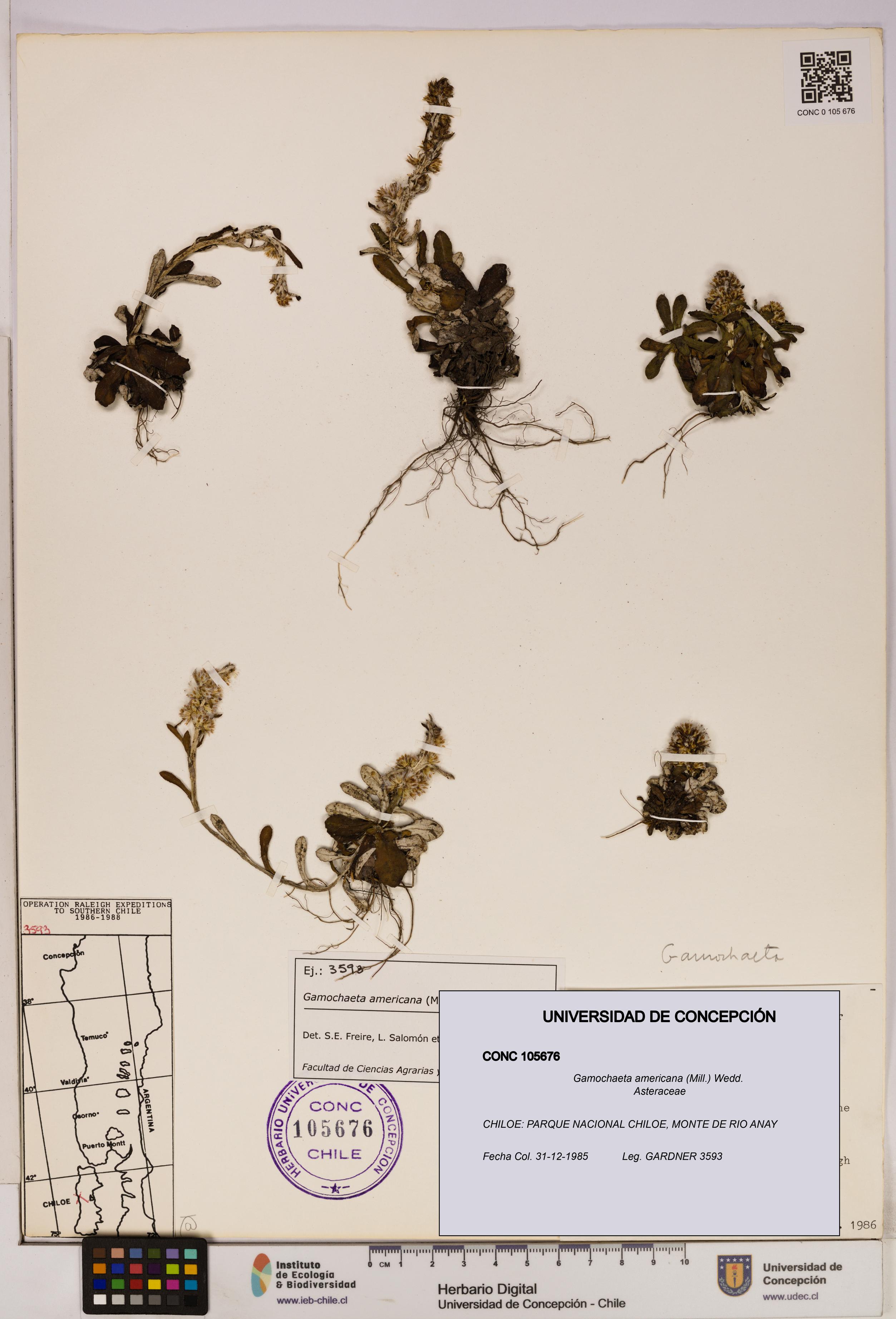 Gamochaeta americana [Espécimen: UDEC:CONC:0105676]