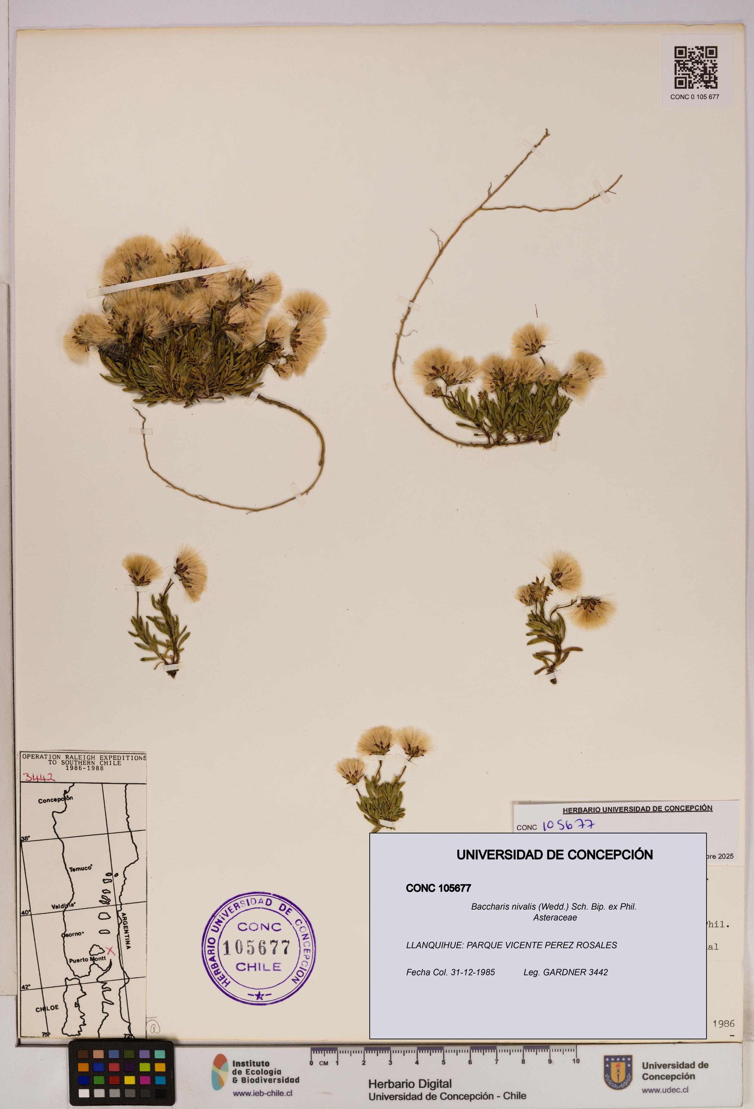 Baccharis nivalis [Espécimen: UDEC:CONC:0105677]