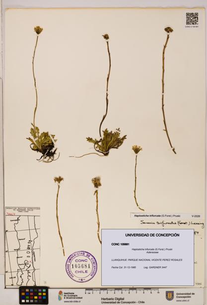 Haplosticha trifurcata [Espécimen: UDEC:CONC:0105681]