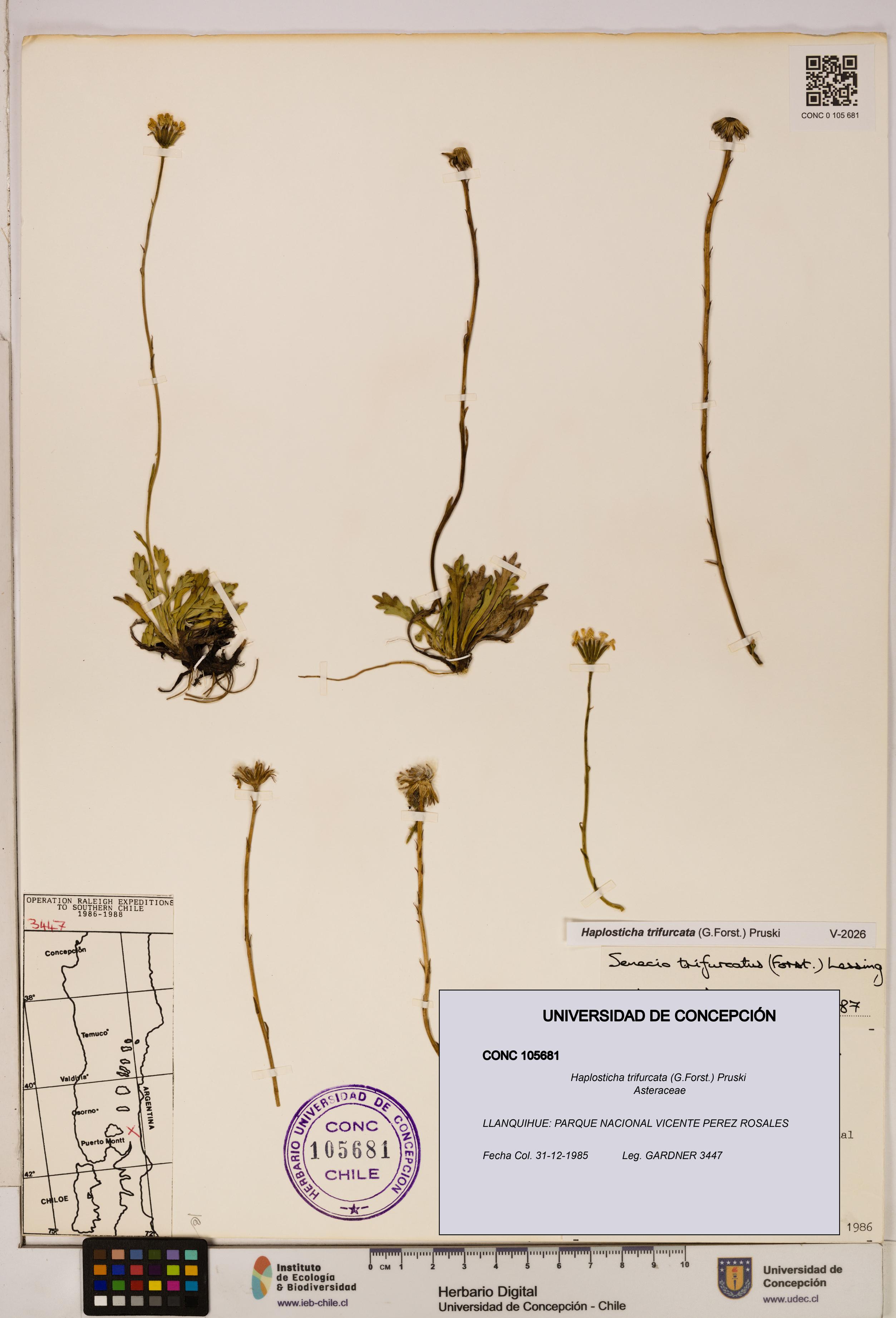 Haplosticha trifurcata [Espécimen: UDEC:CONC:0105681]