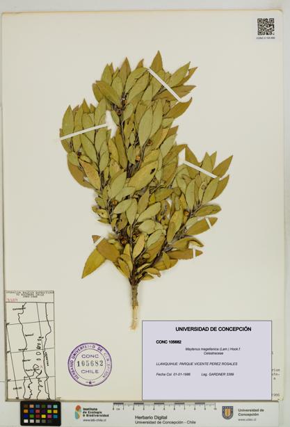Maytenus magellanica [Espécimen: UDEC:CONC:0105682]