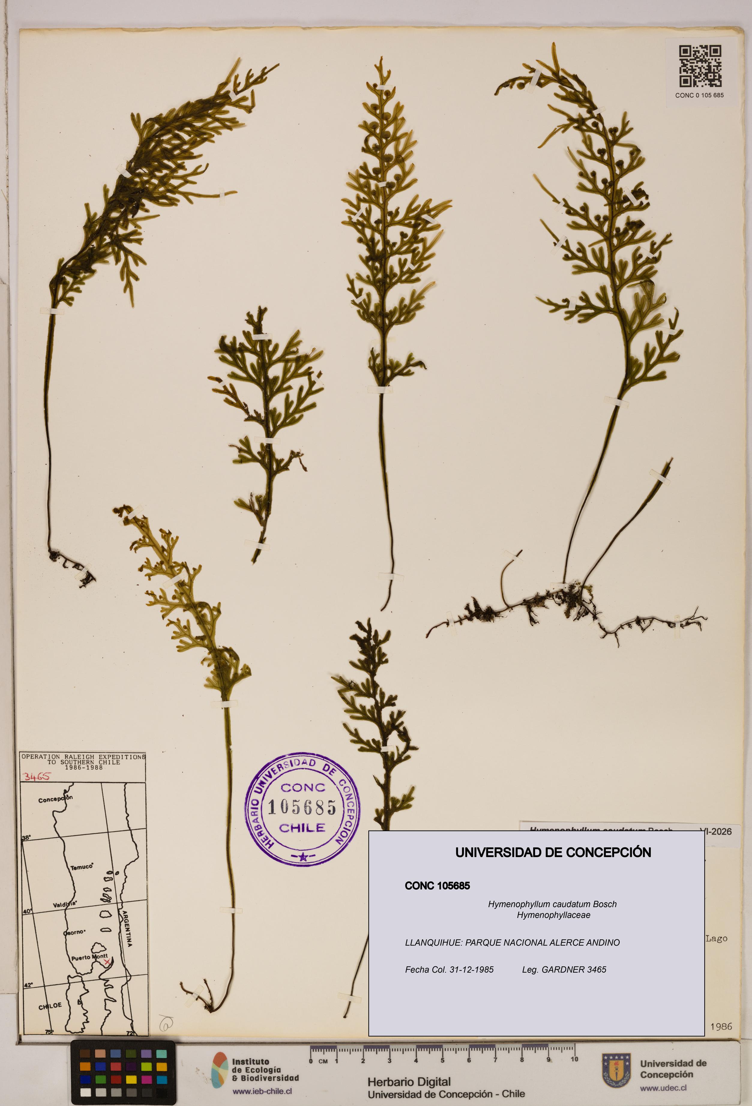 Hymenophyllum caudatum [Espécimen: UDEC:CONC:0105685]