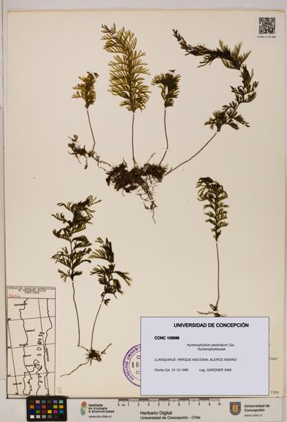 Hymenophyllum pectinatum [Espécimen: ]