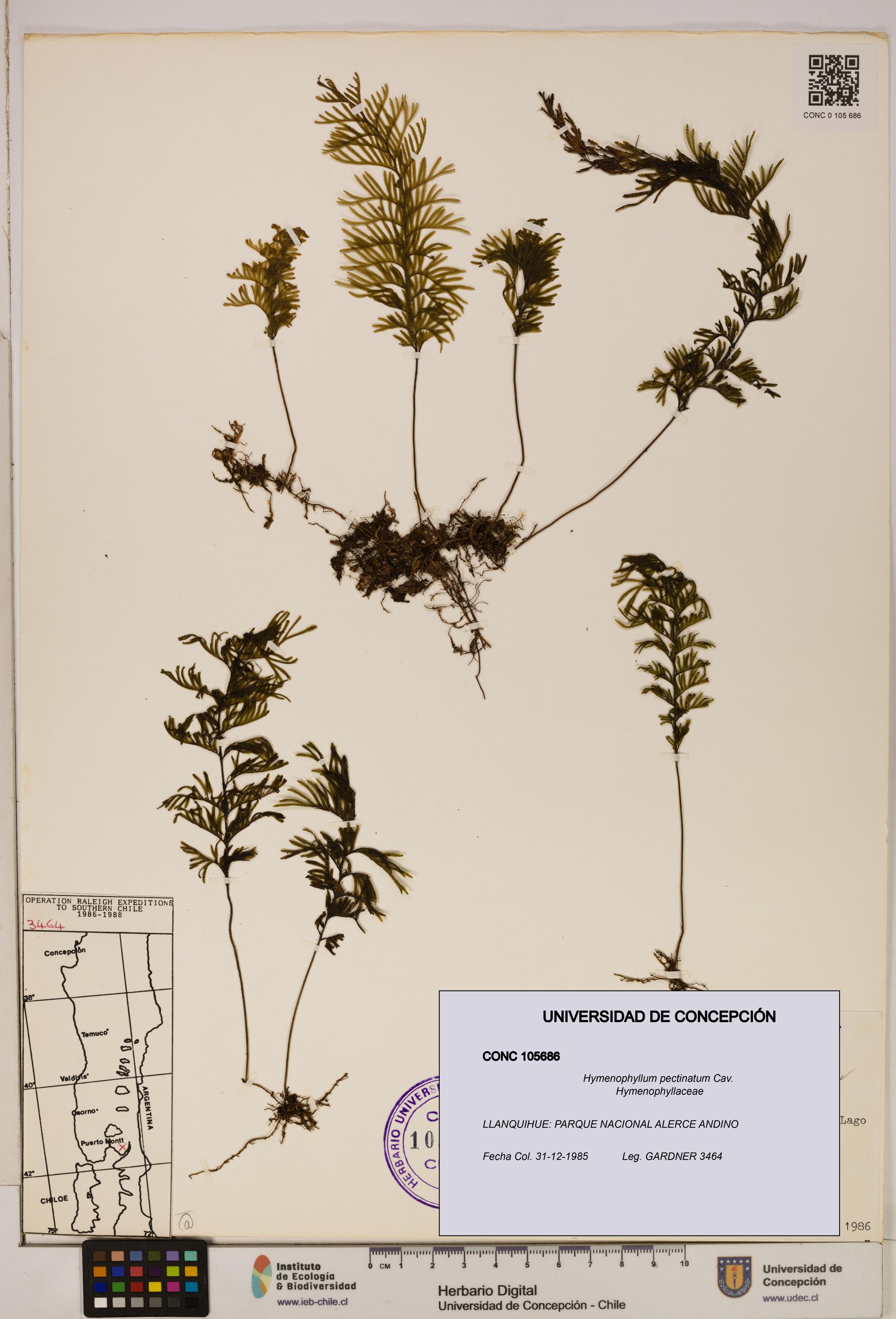 Hymenophyllum pectinatum [Espécimen: ]