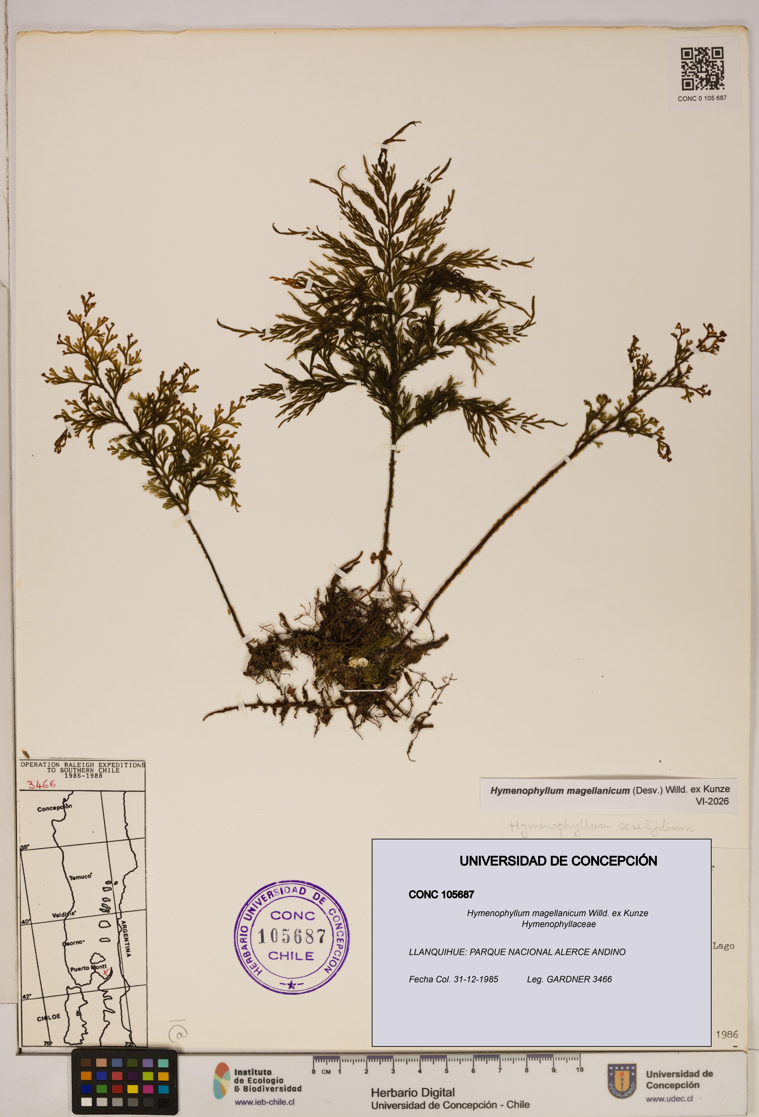 Hymenophyllum magellanicum [Espécimen: ]