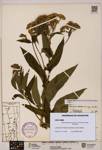 Pelseria otites [Espécimen: ]