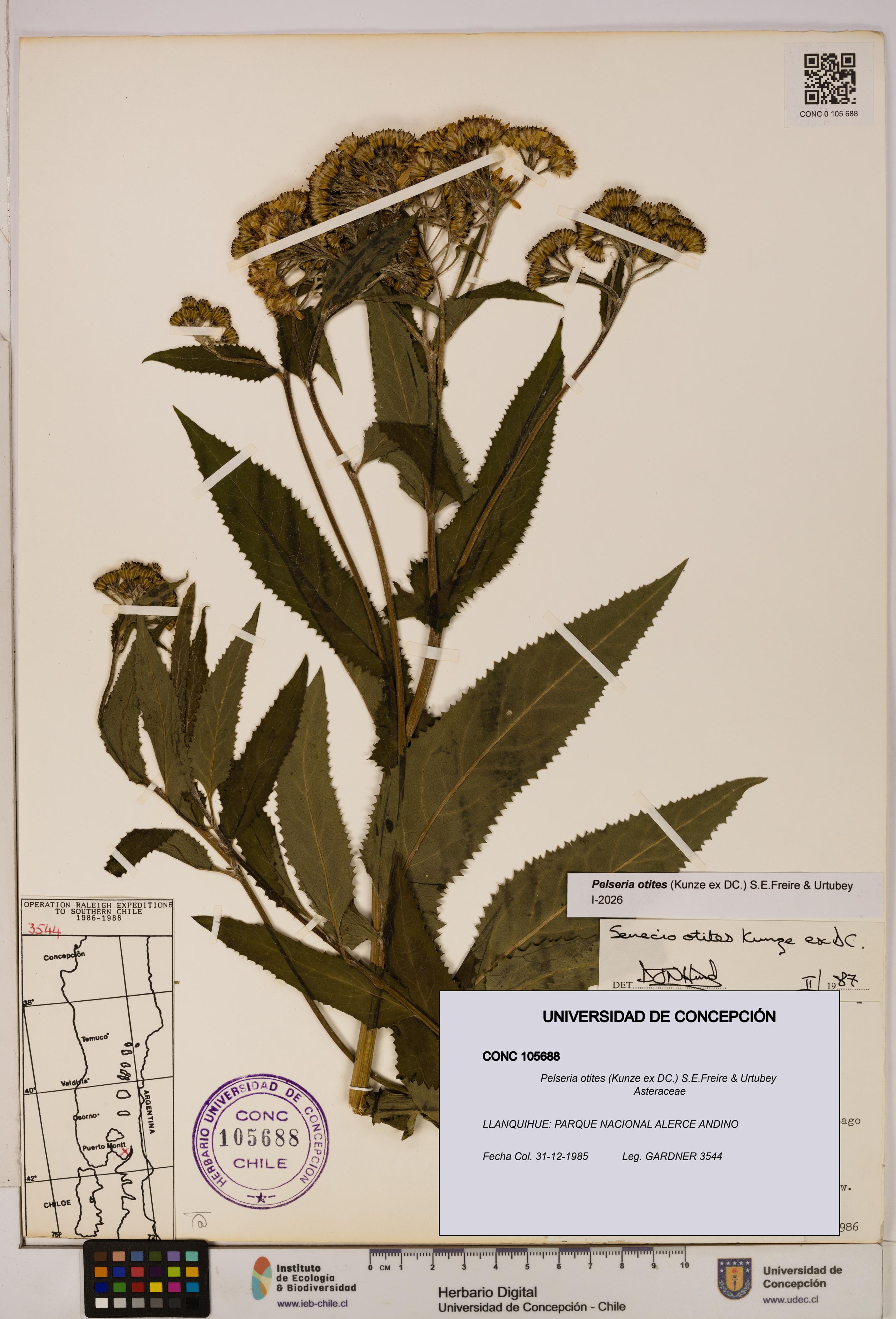 Pelseria otites [Espécimen: ]
