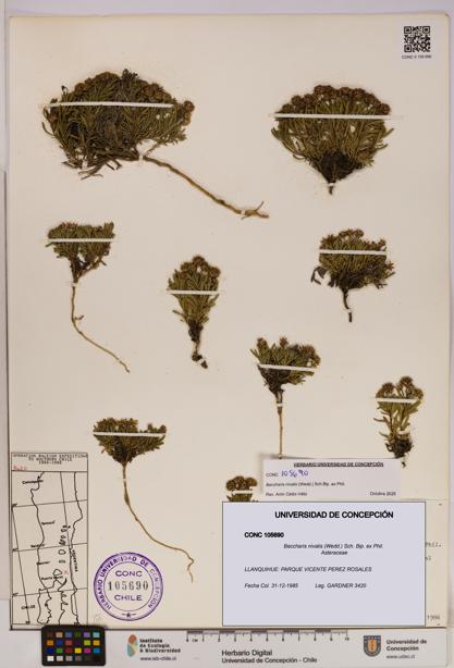 Baccharis nivalis [Espécimen: UDEC:CONC:0105690]