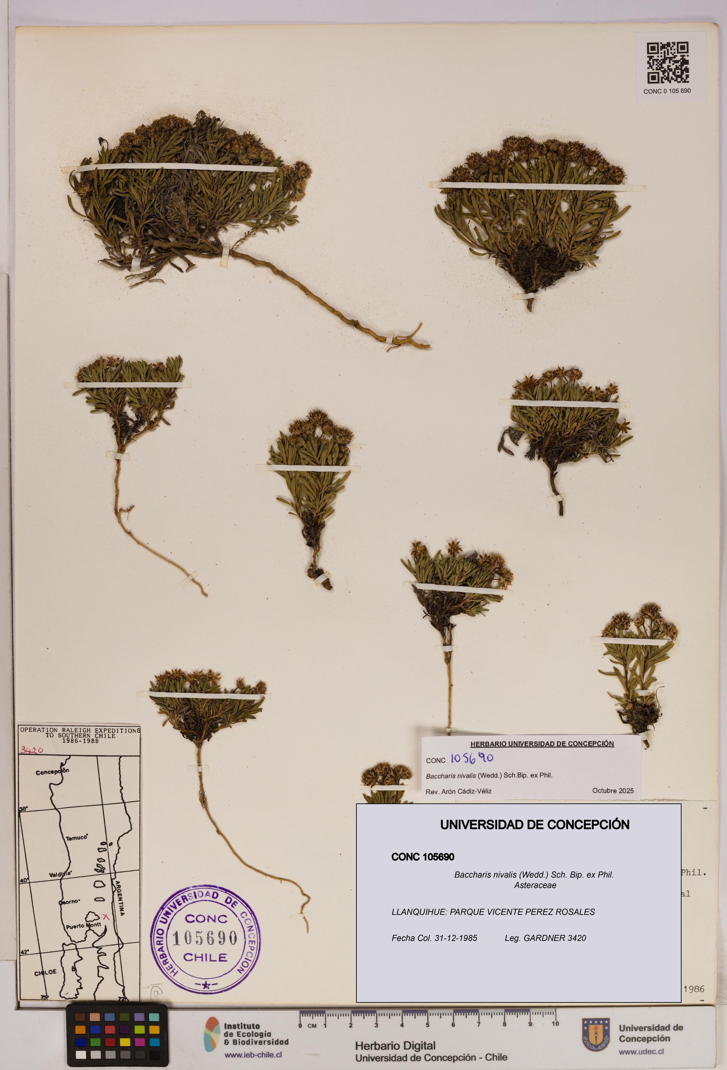 Baccharis nivalis [Espécimen: UDEC:CONC:0105690]