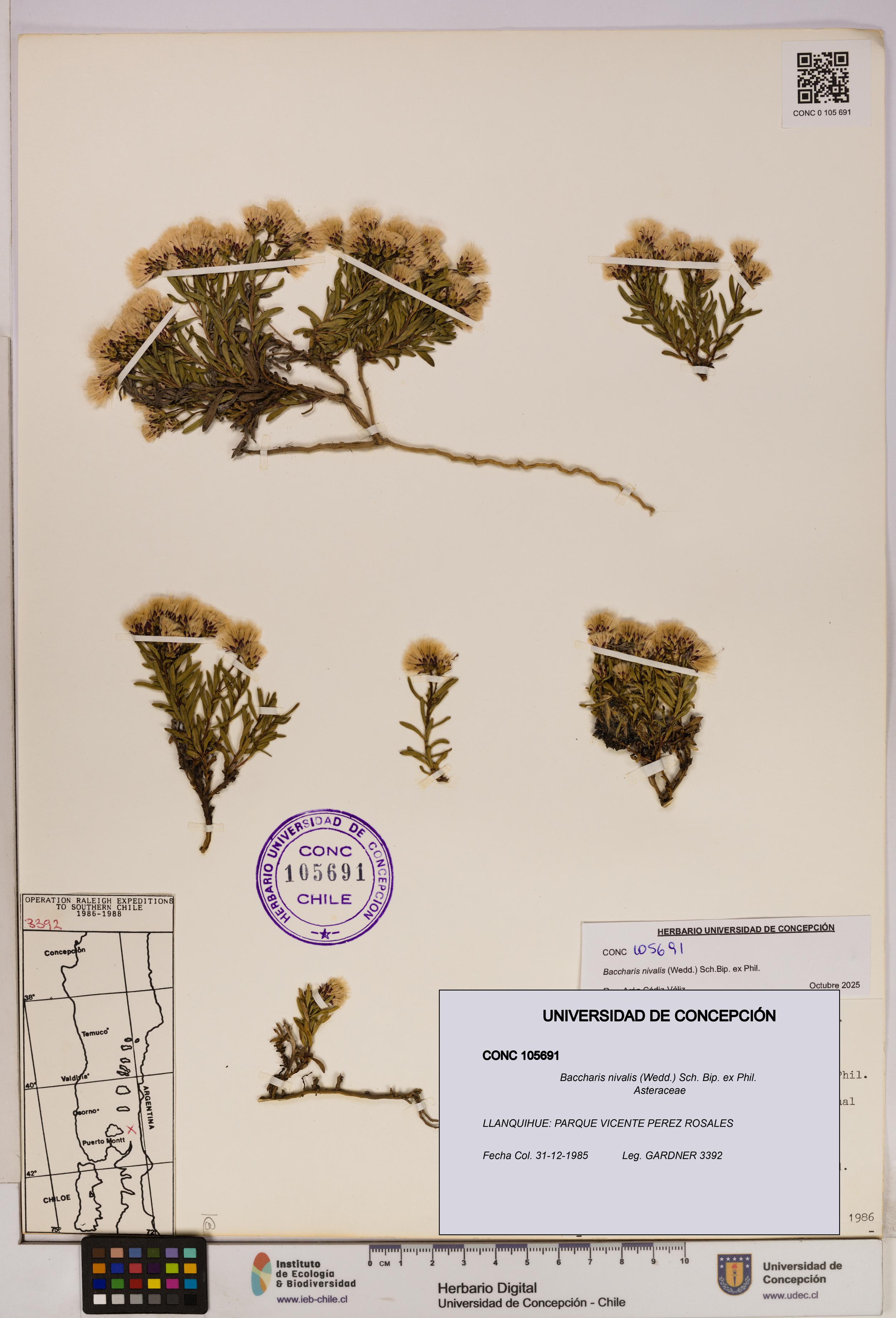 Baccharis nivalis [Espécimen: UDEC:CONC:0105691]