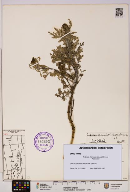 Ambrosia chamissonis [Espécimen: UDEC:CONC:0105692]